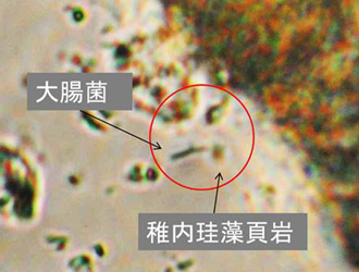 株式会社クリーンあい（札幌）稚内珪藻頁岩に吸着した大腸菌